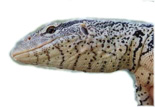 Lizard